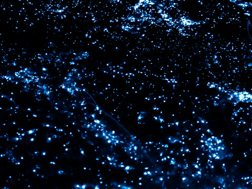 Bioluminescent glow-worms creating blue dots on black background