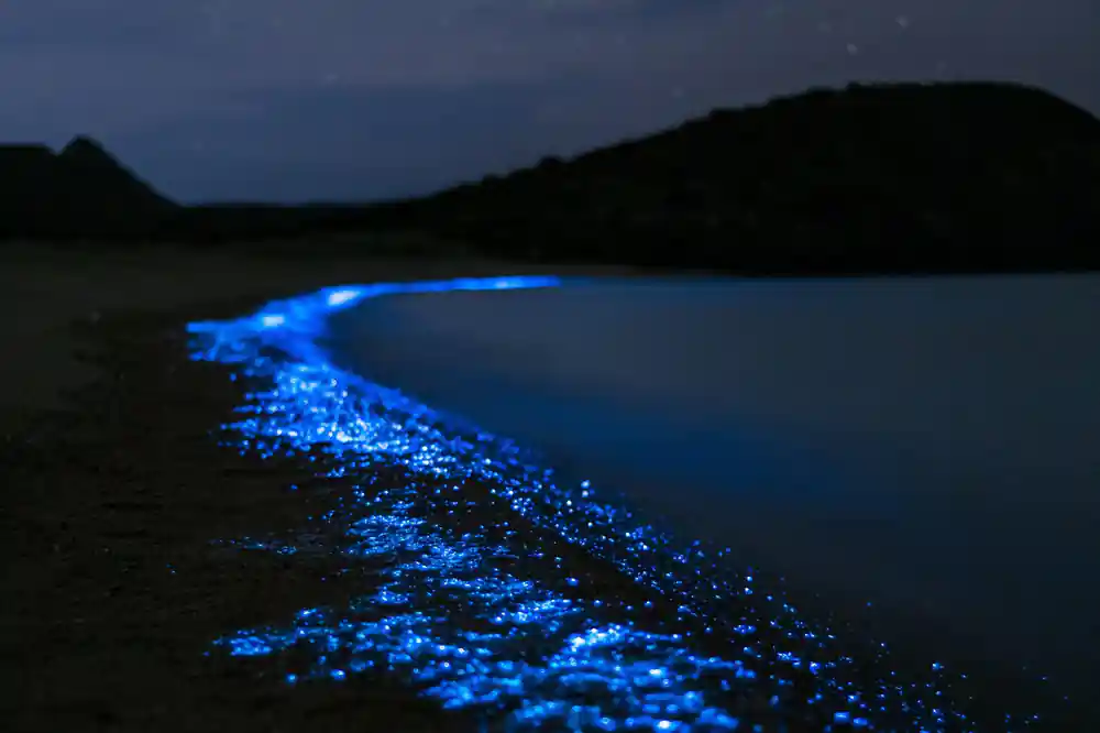 Bioluminescent water glowing blue at night on dark shore