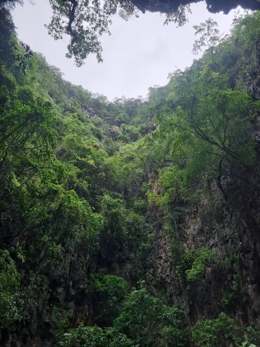 Dense tropical forest in steep gorge