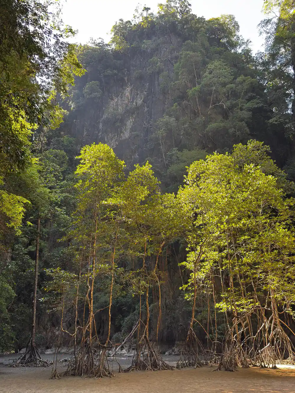 Mangrove forest with aerial roots meeting limestone cliff