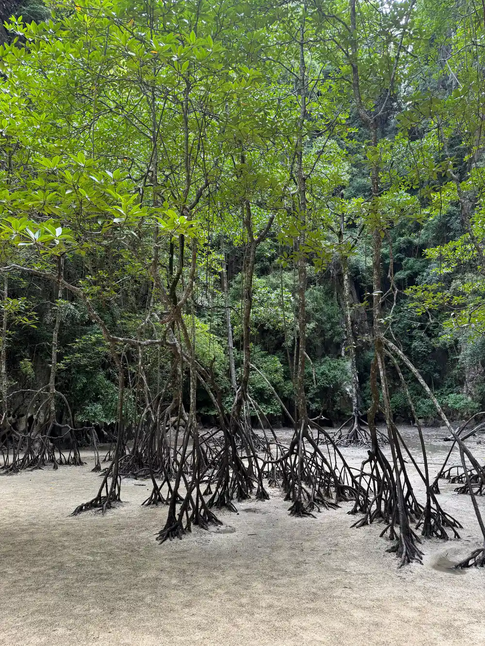 Sandy beach with mangrove roots spreading into shallow water