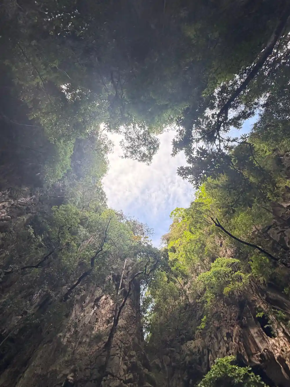 Tall mangrove trees converging overhead creating natural frame